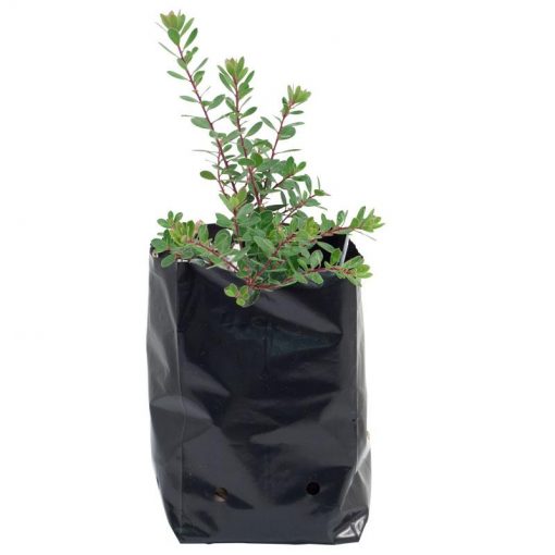 black plastic grow bags